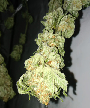 Высушенная сушка марихуаны LSD Сухая шишка LSD