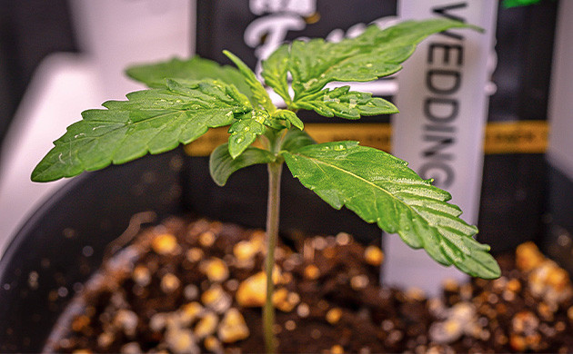 Индорное выращивание сорта Wedding Cheesecake Auto