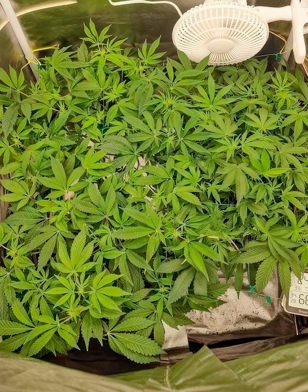 Кусты Poddy Mouth на 9 неделе развития