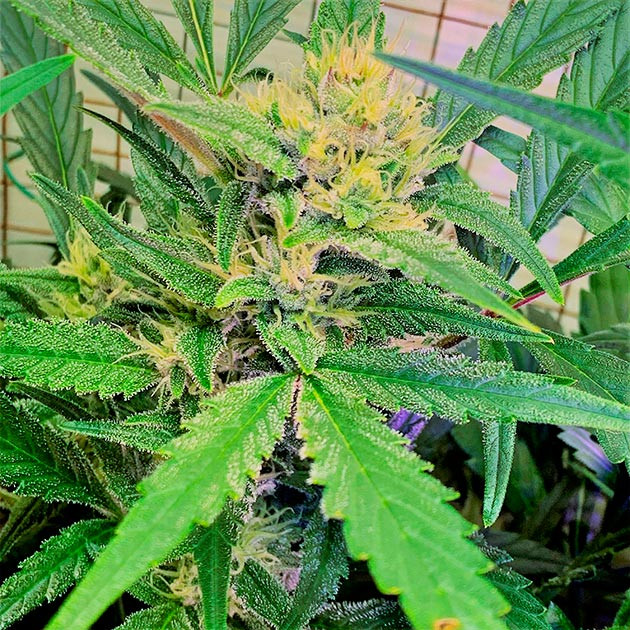 Появление запаха на 8 неделе выращивания Соцветие Runtz XL Auto