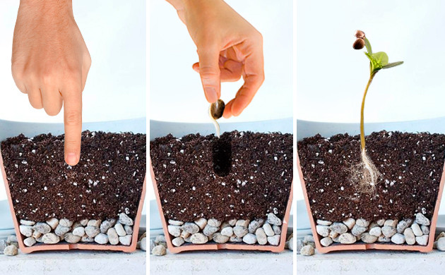 Посадка ростка в горшок с грунтом