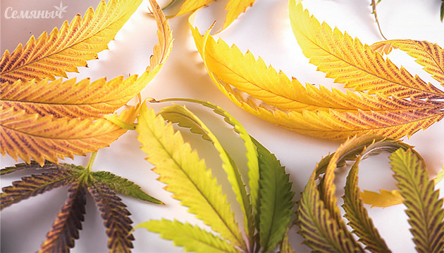 Болезни листьев конопли Болезни листьев