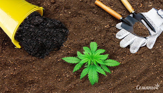 Как вырастить органическую марихуану: первые шаги