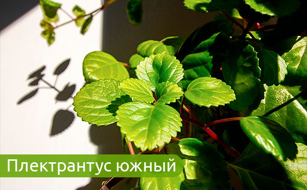 Плектрантус: простота ухода и красота