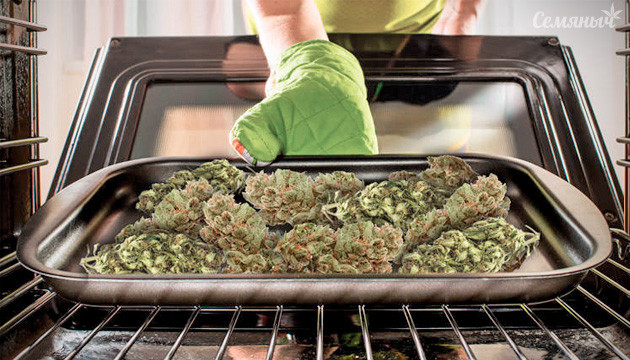 Сушка марихуаны: популярные методы и полезные советы