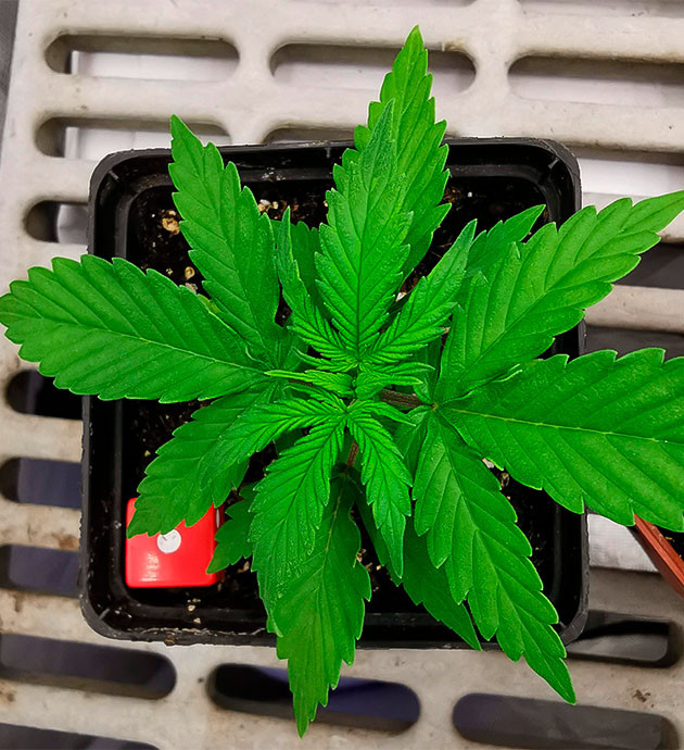 Первая подкормка Sour Diesel Auto: начало вегетации Уход за Sour Diesel Auto: удобрения и первые этажи