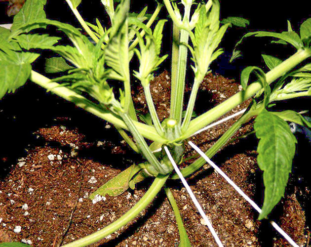 Конопля после топпинга