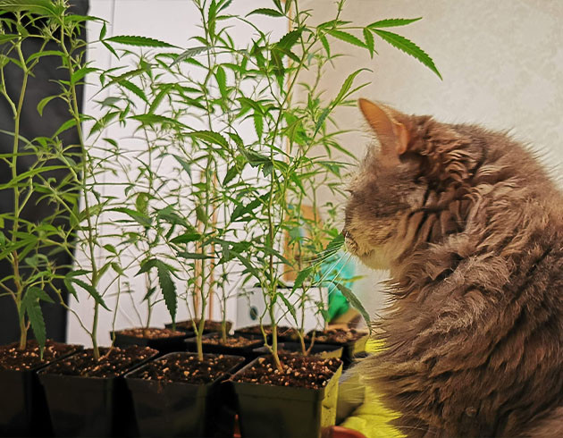 Кот и кусты конопли после обрезки