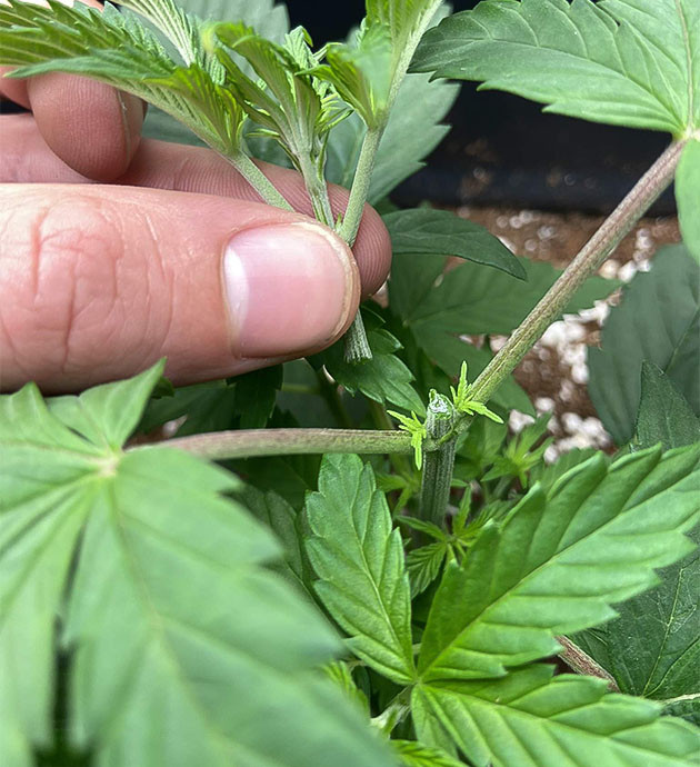 Увеличение подкормки Vanilla Frosting