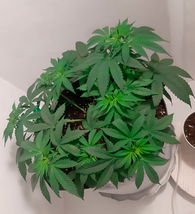 Растяжка на веге Glue Sherbet Glue Sherbet: Коррекция роста