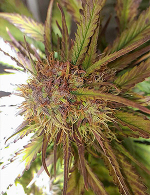 Изменение окраса листьев Листья фиолетового оттенка