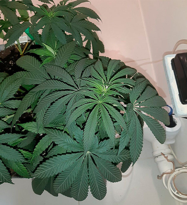 Состав воды для полива Glue Sherbet на вегетации Glue Sherbet: Ускорение развития