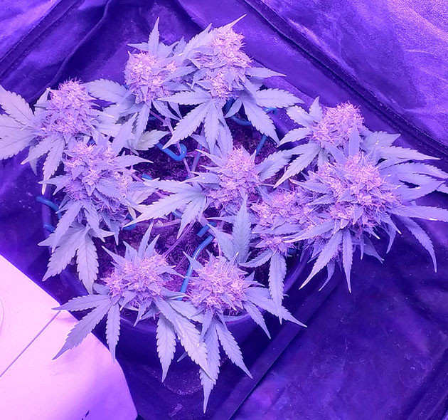 Куст каннабиса с большими шишками