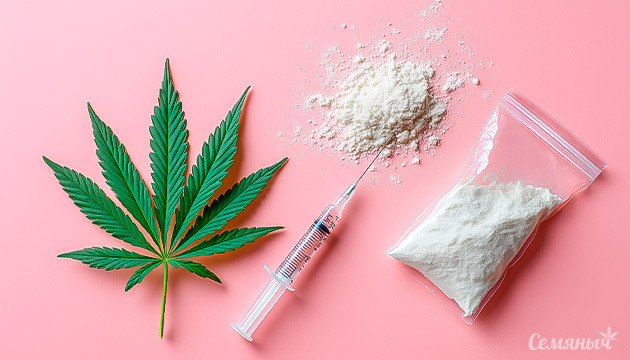 Соцветие конопли с каннабиноидами и терпенами