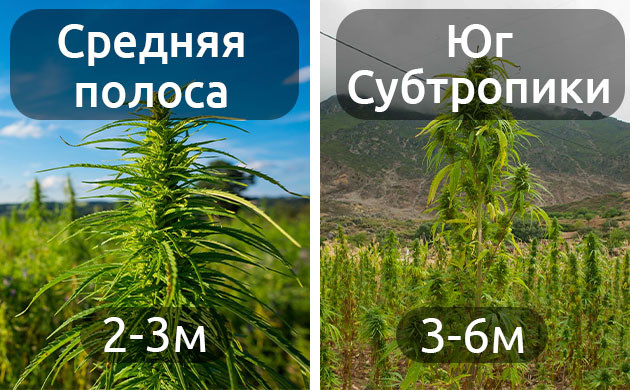 Высота растений в зависимости от типа климата