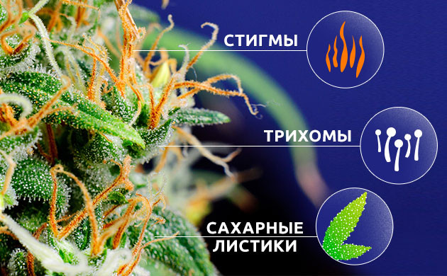 Из чего состоит женское соцветие конопли Стигмы, трихомы и сахарные листья соцветия марихуаны