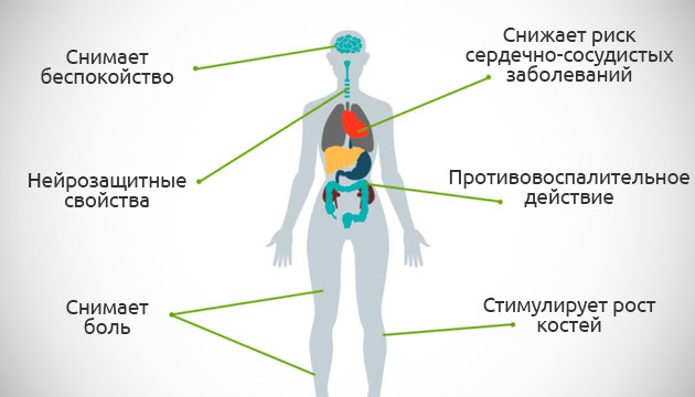 Как КБД воздействует на тело и мозг человека