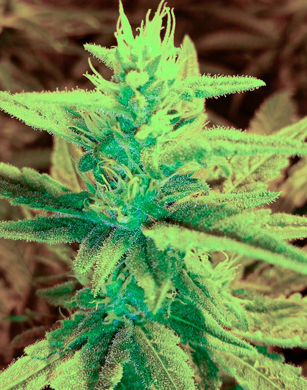 Соцветие Gorilla Glue #4 на 10 неделе выращивания