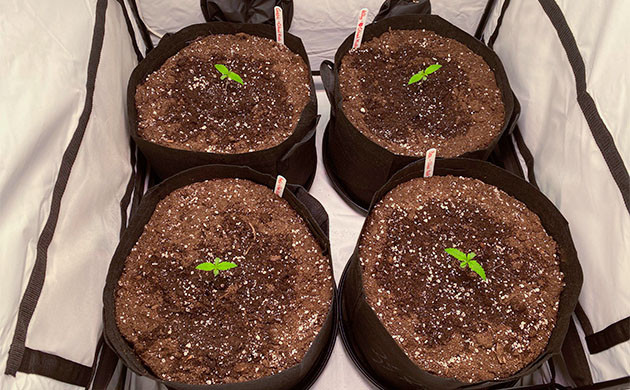 Первая неделя развития саженцев Четыре двадцатилитровых горшка в гроутенте