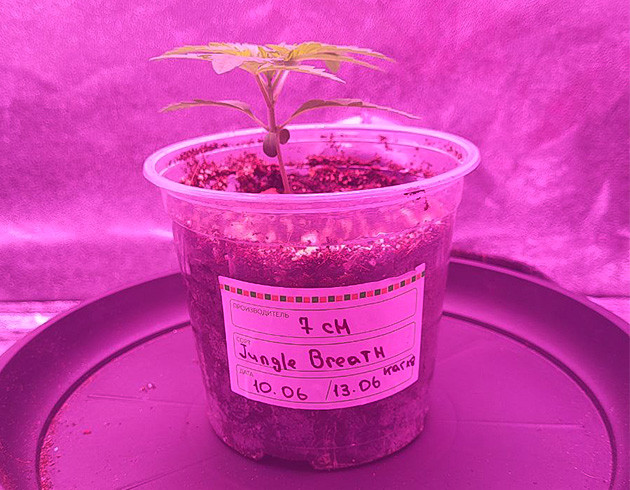 Проращивание сорта Jungle Breath от 7CH American Росток Jungle Breath от 7CH American на 1 неделе