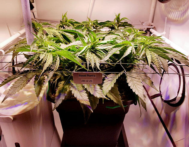 Куст сорта конопли Royal Runtz на 5 неделе роста