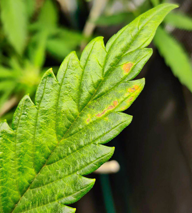 Регулировка условий выращивания Afghan Kush Ryder Auto