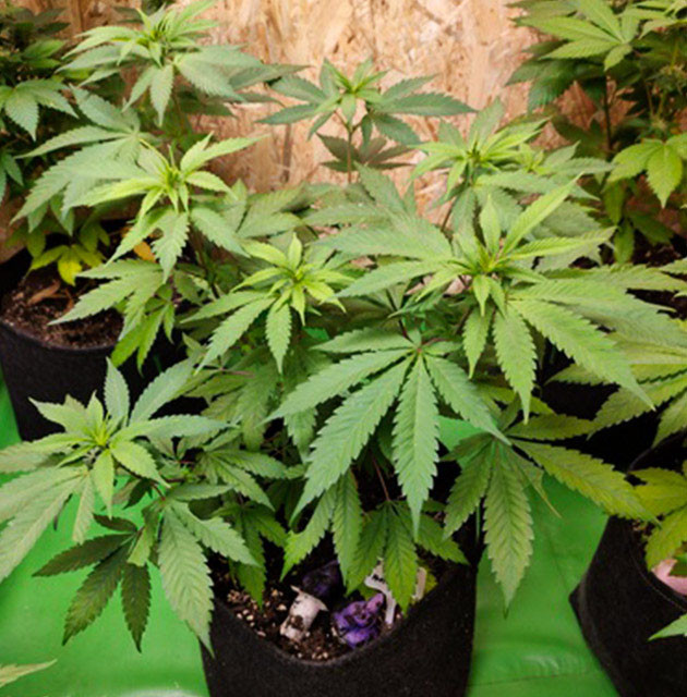 Вторая неделя цветения Появление точек роста шишек