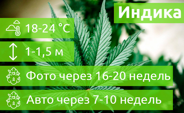 Условия выращивания Индики Условия и сроки созревания Индики