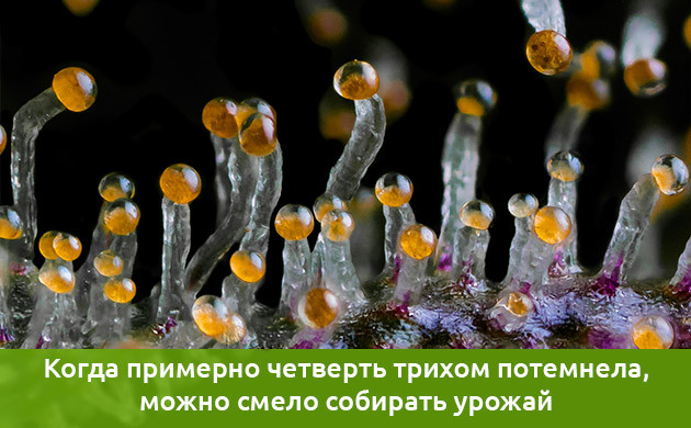 Время сбора урожая по трихомам