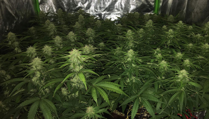 Появление запаха и развитие шишек марихуаны Внешний вид Jack 47 Auto на 7 неделе выращивания