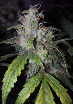 Кола White Widow на 8 неделе выращивания