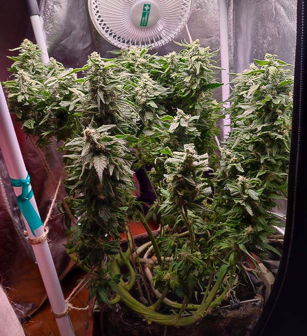 Gorilla Zkittlez: преодоление трудностей и продолжение роста