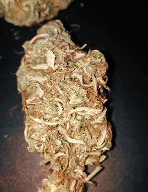 Шишка сорта Crime Caramel Auto Сухая шишка