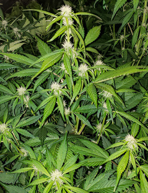 Начало стадии цветения