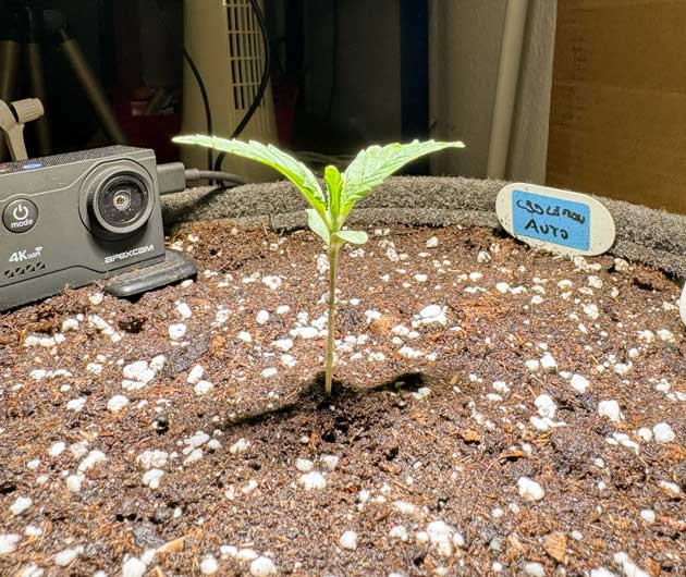 Шаг за шагом: проращивание семян CBD Lemon Auto