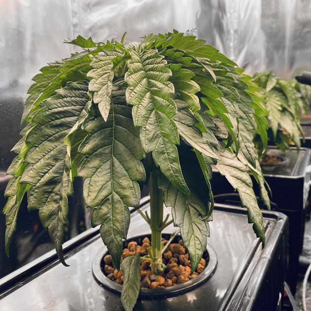 Росток 18 см