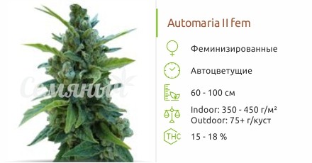Automaria II fem от Paradise Seeds