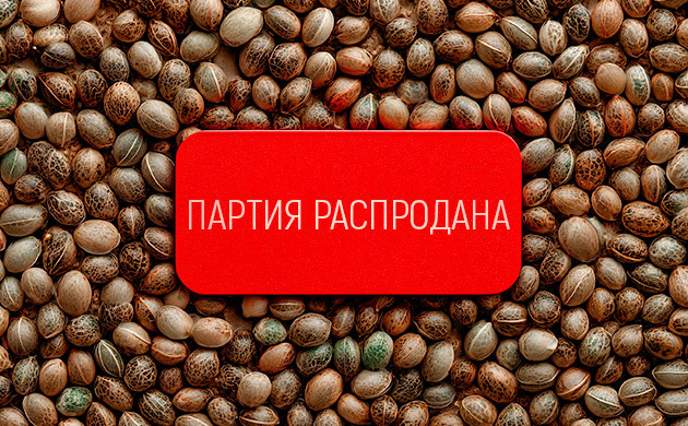 Основные причины исчезновения сортов марихуаны Почему сорта каннабиса пропадают с рынка?