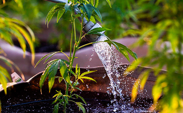 Соблюдайте правильное расстояние между растениями Соблюдайте правильное расстояние между растениями