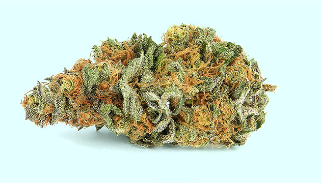 Внешний вид шишки сативы Шишка сативы