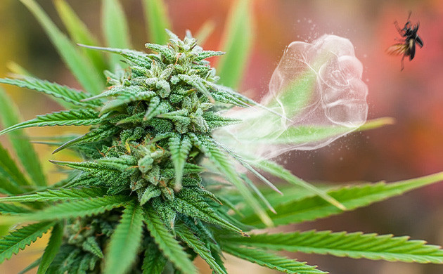 Роль терпенов в природе