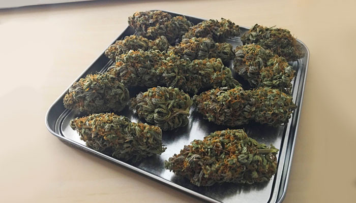 Итоговый урожай Высушенные шишки Jack 47 Auto