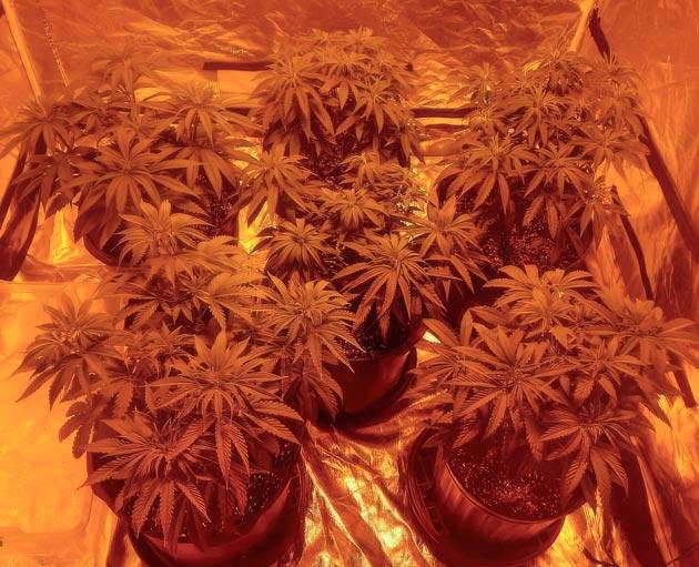 Появление трихом у конопли