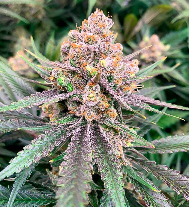 Куст Gorilla Glue #4 от Blimburn Seeds на 17 неделе