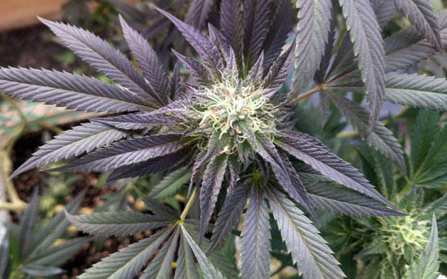 Соцветия конопли с плотными бутонами и синеватой листвой