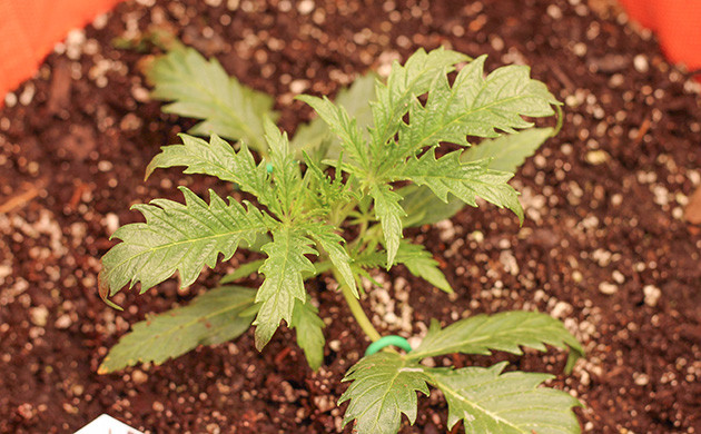 LST-тренировка: первые шаги Странная форма листьев Purple Juice Auto