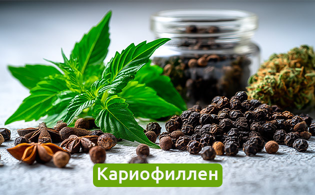 Кариофиллен: пряный аромат и терапевтические свойства Терпены кариофиллен в травах и конопле