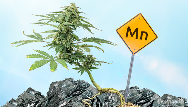 Нехватка марганца у конопли