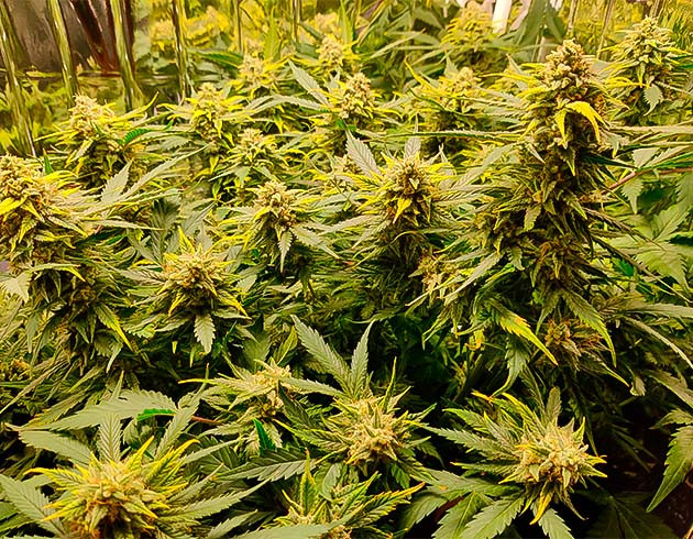 Трихомы конопли