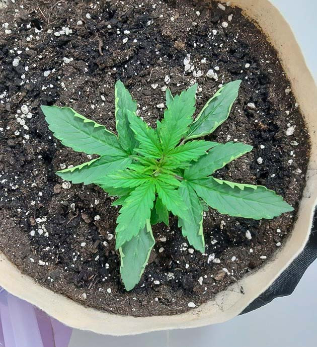 Уход за листьями Critical Orange Punch Auto Рост и развитие Critical Orange Punch Auto